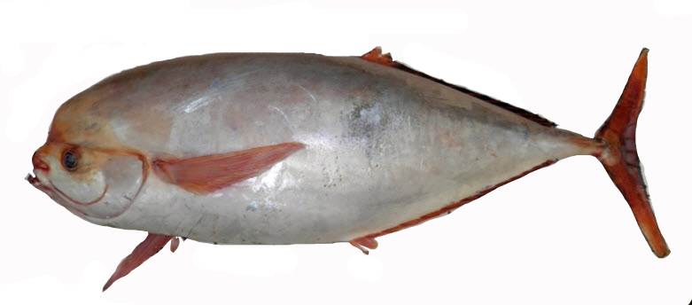Luvarus imperialis_08879.jpg